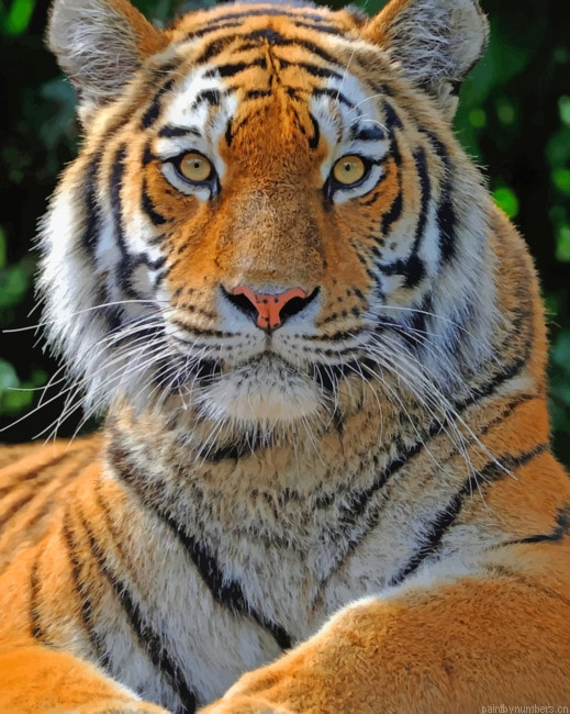Siberian Tiger Portrait Animals Painting By Numberss.png