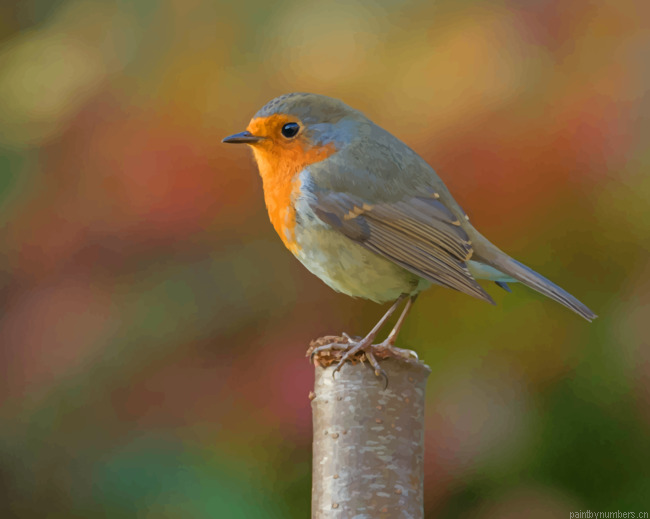 Silver And Yellow Robin Bird Painting By Numberss.png
