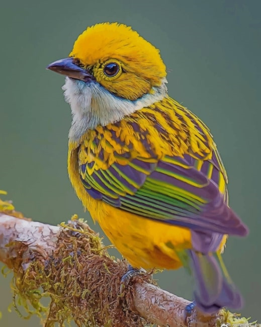 Silver Throated Tanager Birds Painting By Numberss.png