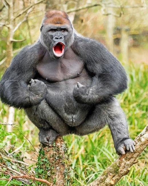 Silverback Gorilla Painting By Numberss.png