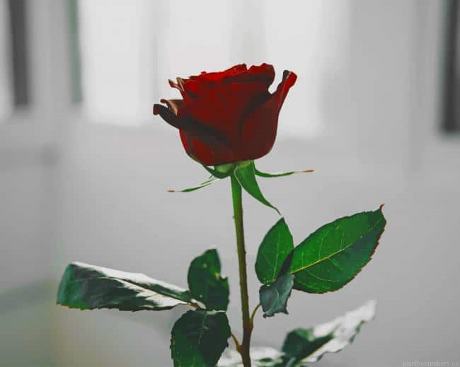 Single Red Rose Flowers Painting By Numberss.png