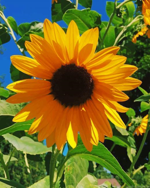 Single Sunflower Plants Painting By Numberss.png