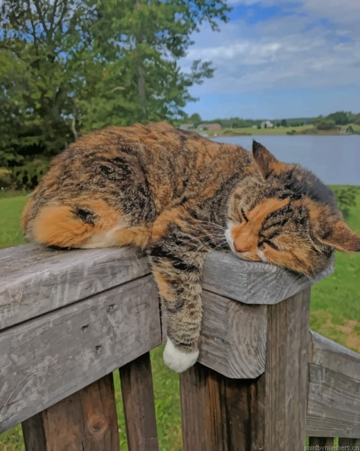 Sleeping Cat Animals Painting By Numberss.png