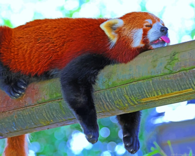 Sleeping Red Panda Lesser Animals Painting By Numberss.png