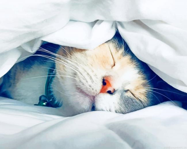 Sleepy Cat In Bed Animals Painting By Numberss.png