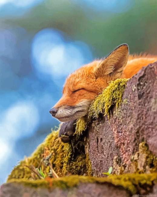 Sleepy Fox Painting By Numberss.png