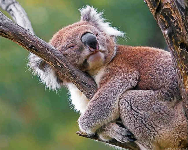 Sleepy Koala Painting By Numberss.png