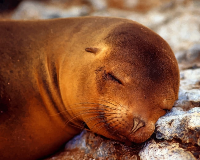 Sleepy Seal Animal Painting By Numberss.png