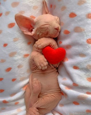 Sleepy Sphynx Cat Painting By Numberss.png