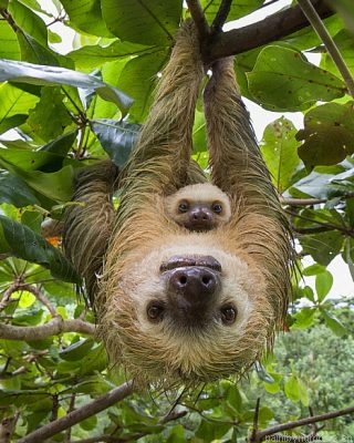 Sloth Family Painting By Numberss.png