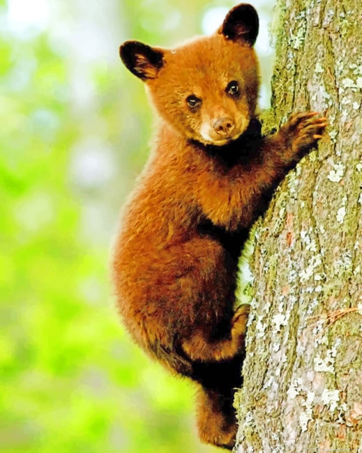 Small Bear On Tree Animals Painting By Numberss.png