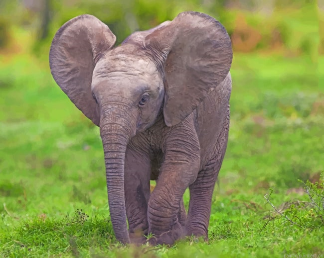 Small Elephant Calf Animals Painting By Numberss.png