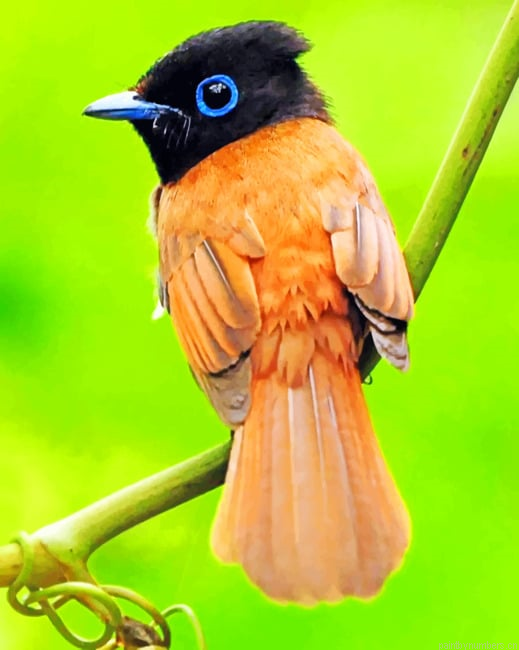 Small Finch Bird Painting By Numberss.png