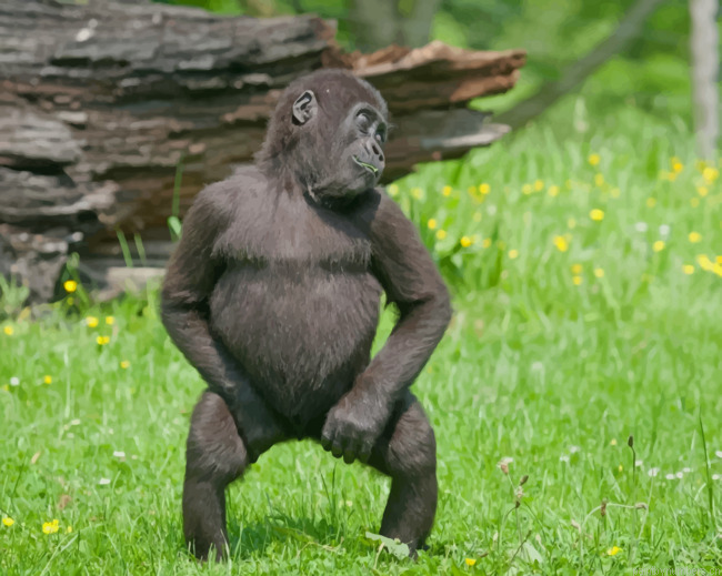 Small Gorilla In Jungles Animals Painting By Numberss.png