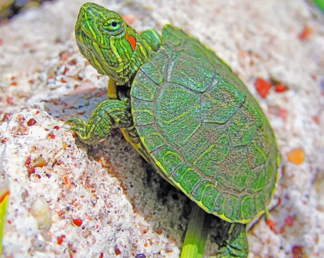 Small Turtle Species Animals Painting By Numberss.png