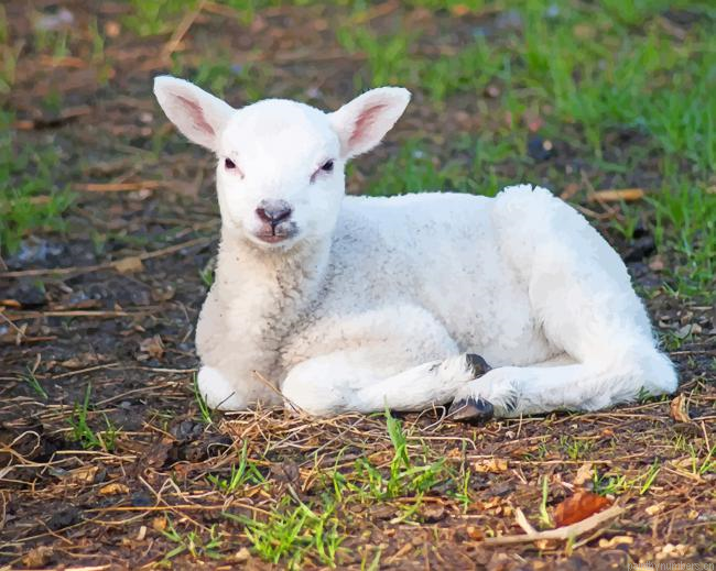 Small White Sheep Animals Painting By Numbers.png