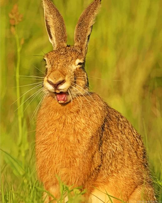 Smiling Rabbit Animals Painting By Numberss.png