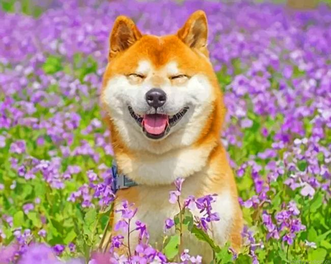 Smiling Shiba Inu Painting By Numberss.png
