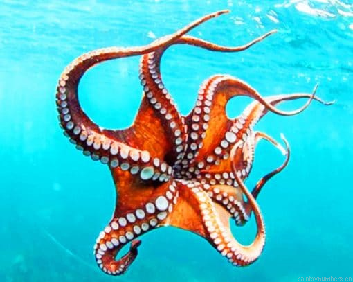 Smoothskin Octopus Painting By Numberss.png