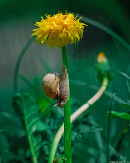 Snail And Yellow Pleated Flower Painting By Numberss.png