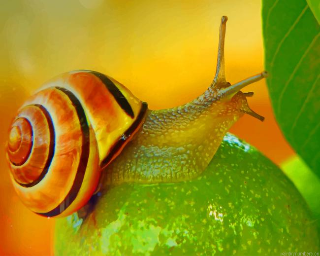 Snail Animal Painting By Numberss.png