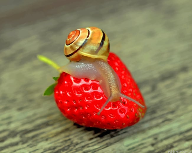 Snail On Strawberry Painting By Numberss.png