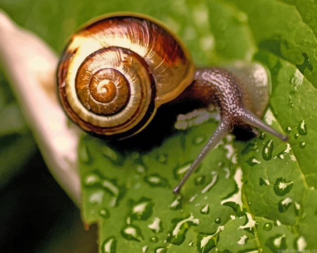 Snail On Wet Leaf Painting By Numberss.png