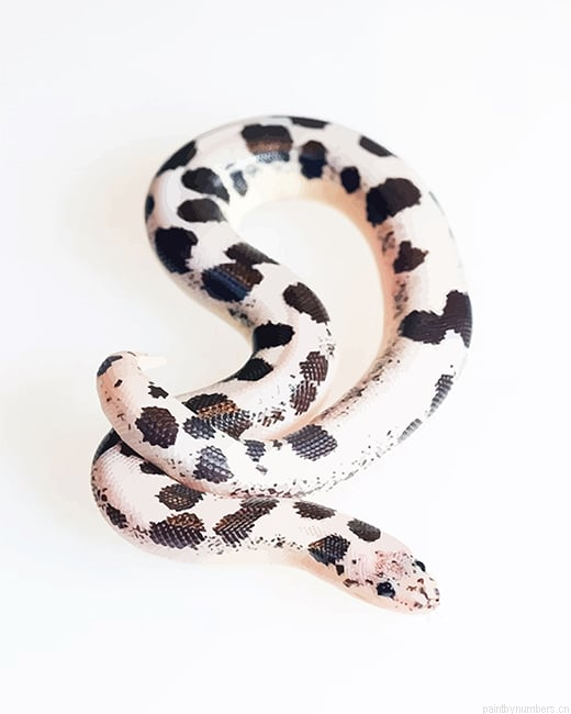 Snake With Polka Dots Reptiles Painting By Numbers.png