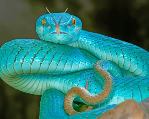 Snakes Vipera Berus Light Blue Reptiles Painting By Numberss.png