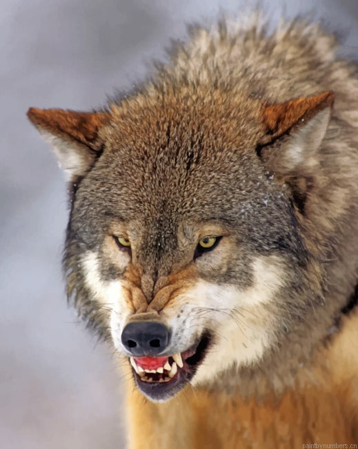Snarling Wolf Animals Painting By Numberss.png