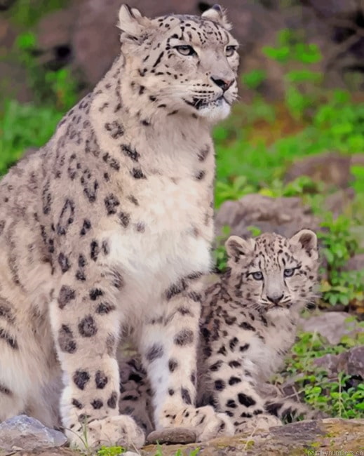 Snow Leopard With Her Cubs Painting By Numbers.png