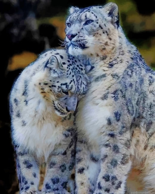 Snow Leopards Couple Painting By Numbers.png