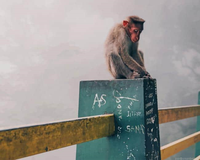 Snow Monkey Animals Painting By Numberss.png
