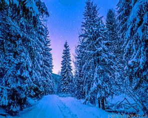 Snow Trees Painting By Numbers.png