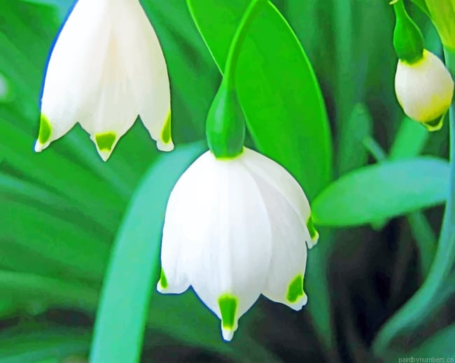 Snowdrops Plant Painting By Numberss.png