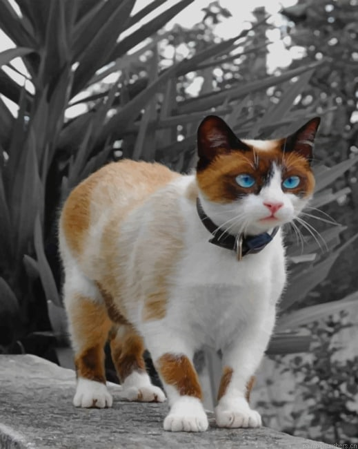 Snowshoe Cat Animals Painting By Numberss.png
