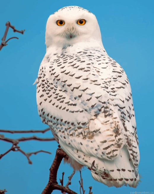 Snowy Owl Maine Birds Painting By Numberss.png