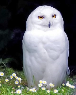Snowy White Owl Painting By Numbers.png