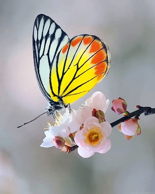 Soft Yellow Butterfly Insects Painting By Numberss.png
