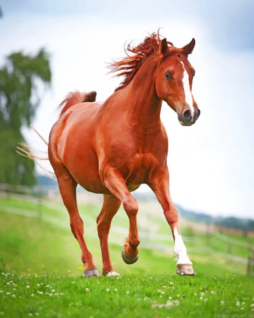 Sorrel Horse Animals Painting By Numberss.png