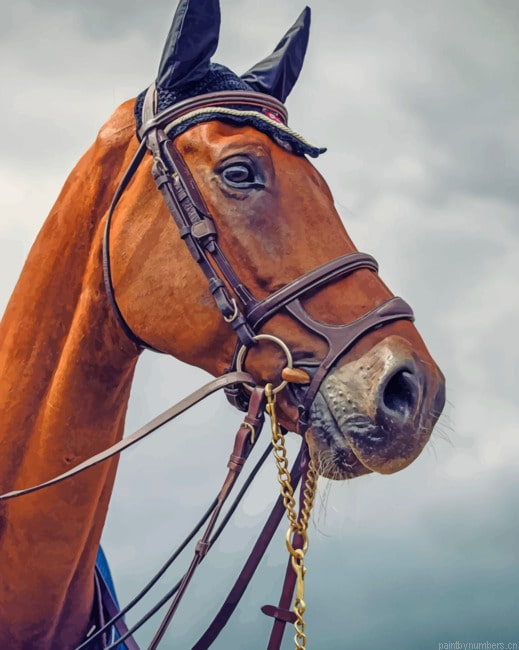 Sorrel Horse Face Animals Painting By Numberss.png