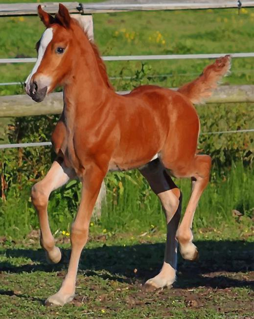 Sorrel Horse In The Garden Animals Painting By Numberss.png