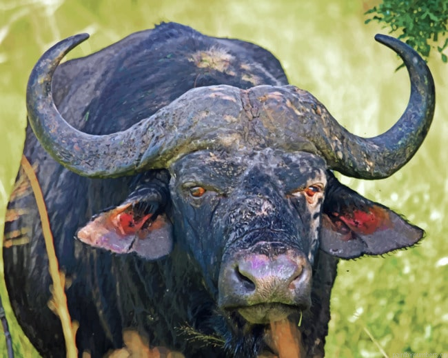 South African Banteng Animals Painting By Numberss.png