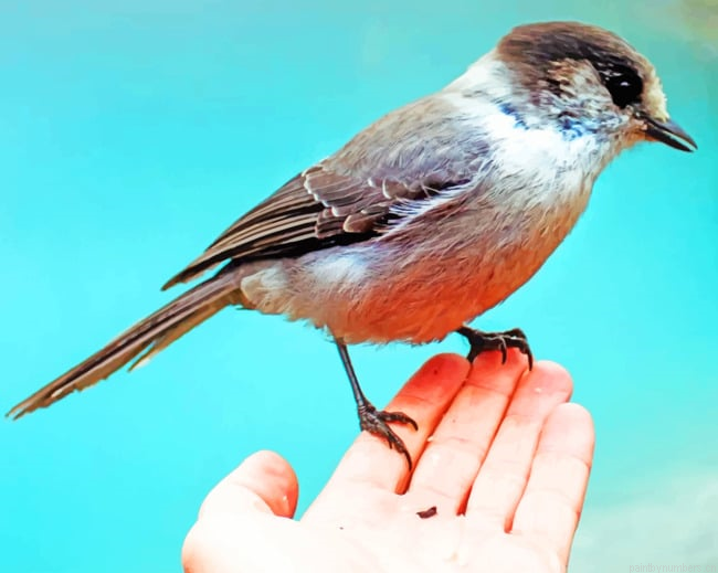 Sparrow Bird In Hand Painting By Numberss.png