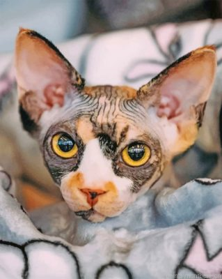 Sphynx Cat Painting By Numbers.png