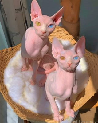Sphynx Cats Painting By Numberss.png