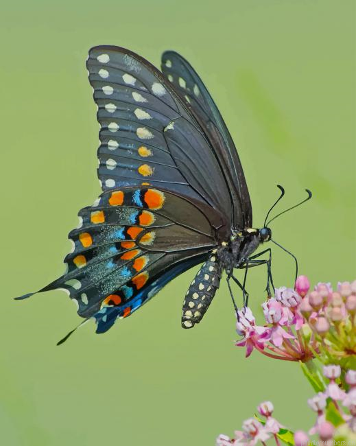 Spicebush Swallowtail Insects Painting By Numberss.png