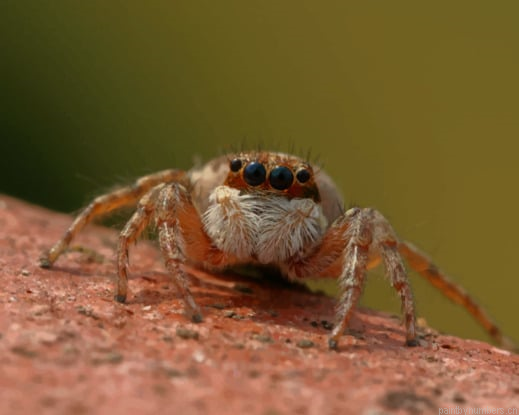Spider With Four Black Eyes Insects Painting By Numberss.png