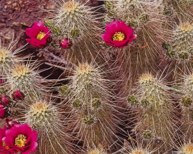 Spiky Cactus Plants Painting By Numberss.png