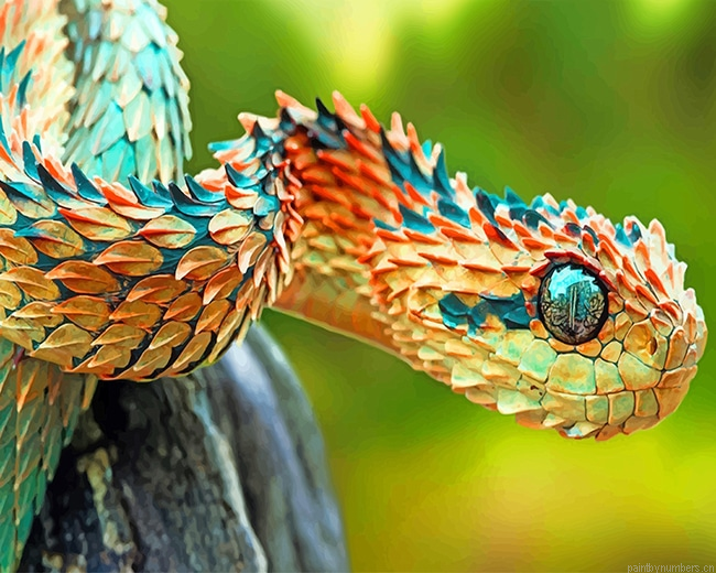 Spiny Bush Snake Reptiles Painting By Numbers.png
